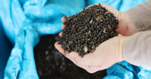 Giá tiêu trong nước ổn định, thị trường thế giới phục hồi