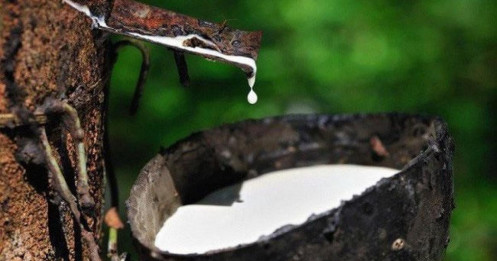 Ngày 29/04: Giá cao su trên các sàn giao dịch chủ chốt khởi sắc