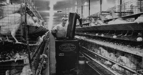 Thuế "gà" và cuộc chiến thương mại: Khi một chính sách cũ vẫn âm thầm định hình thị trường Mỹ