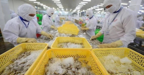 Chiến lược bài bản cho doanh nghiệp Việt xuất khẩu tôm vào EU