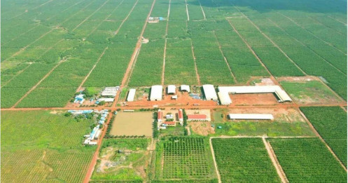HAGL Agrico của Chủ tịch Trần Bá Dương còn vỏn vẹn hơn 3 tỷ tiền mặ