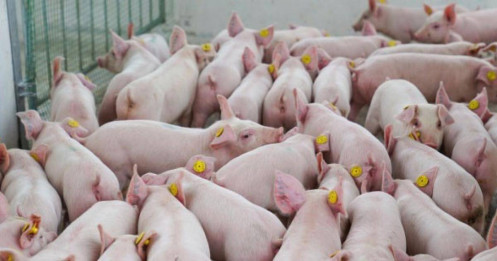 Giá thịt lợn tăng, đại gia chăn nuôi lãi lớn