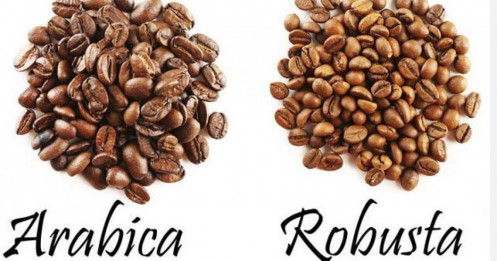 Sóng tăng giá cà phê chưa dừng: Robusta thiếu cung, Arabica nhạy cảm thời tiết