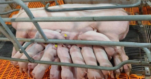 Giá heo hơi tăng giúp các 'đại gia' chăn nuôi lãi đậm