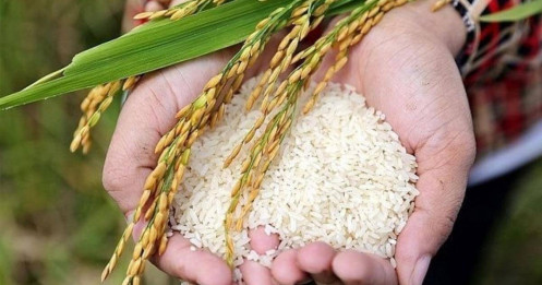 Doanh nghiệp kinh doanh lúa gạo báo lãi khủng sau khi tái cơ cấu