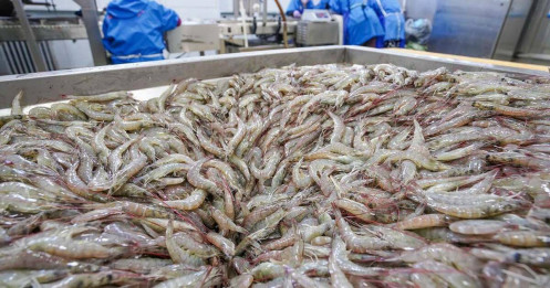 Trung Quốc vượt Mỹ dẫn đầu về nhập thủy sản Việt Nam