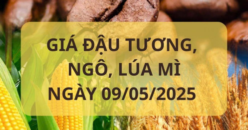 Thị trường nông sản Mỹ ngày thứ năm: Đậu tương tăng nhẹ, lúa mì và ngô sụt giảm do điều kiện thời tiết thuận lợi