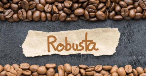 Phân tích giá cà phê Robusta ngày 09/05/2025: Tích lũy trong biên độ hẹp, rủi ro thiếu hụt cung tiềm ẩn