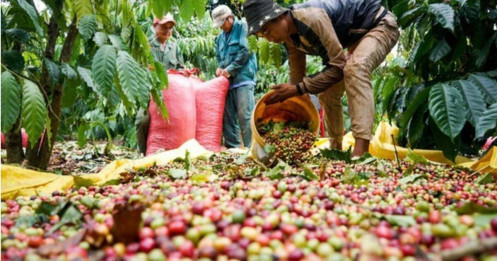 Cà phê "nóng", cổ phiếu "nguội": Nhà đầu tư e ngại điều gì?