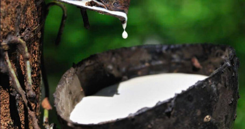 Ngày 12/05: Giá cao su trong nước giảm, thế giới biến động trái chiều