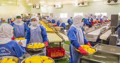 NAF - Một lựa chọn ổn định cho nhà đầu tư trung hạn