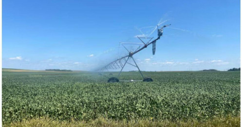 Đậu tương nhập khẩu từ Trung Quốc bất ngờ giảm – Điều gì đang diễn ra?