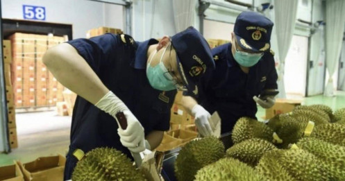 Vì sao Trung Quốc 'bật đèn xanh' cho sầu riêng Thái Lan?