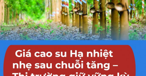 Giá cao su ngày 17/5: Hạ nhiệt nhẹ sau chuỗi tăng – Thị trường giữ vững kỳ vọng phục hồi