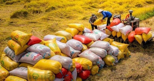 "Siết" quản lý xuất khẩu gạo: Doanh nghiệp cần lộ trình