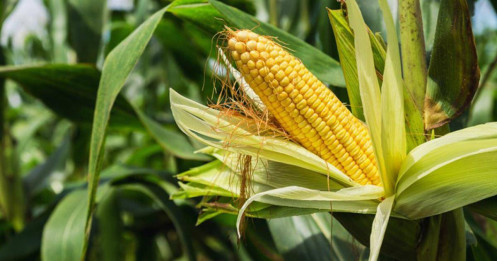 Giá ngô ngày 20/05/2025: Giằng co trong vùng đáy – kỳ vọng báo cáo gieo trồng USDA định hướng xu thế