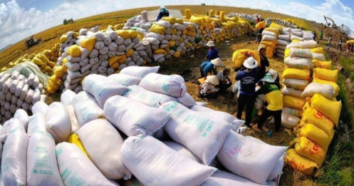 Mong manh cổ phiếu ngành gạo