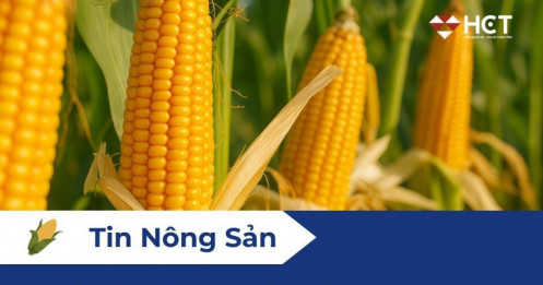 Giá Ngô Chuẩn Bị Bứt Phá? Cú Nén Từ Basis Và Sóng Kỹ Thuật Sắp Phát Hỏa