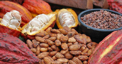Nguyên Liệu Công Nghiệp Chao Đảo: Cacao Hạ Nhiệt, Đường Và Cà Phê Giữ Nhiệt