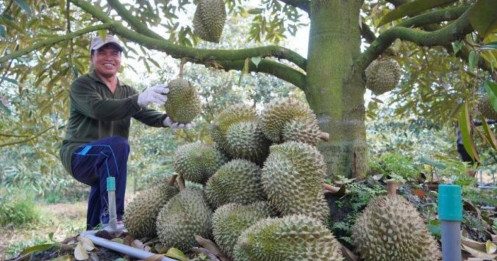 Trung Quốc duyệt thêm gần 1.000 mã số sầu riêng của Việt Nam