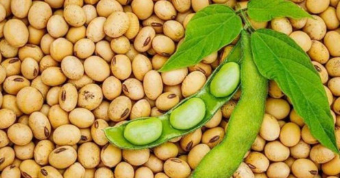 Nhận định sản phẩm đậu tương (ZSEN25) - [23/5/2025]