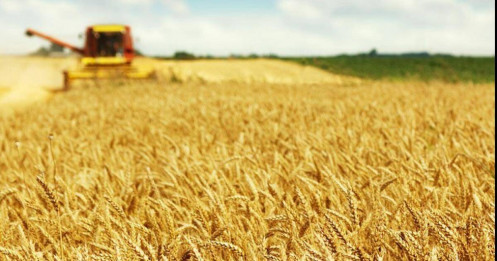 Lúa mỳ: Rủi ro từ nguồn cung