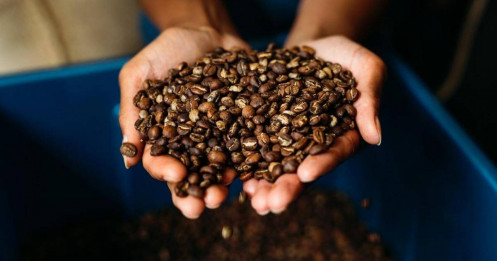Giá Cà Phê Robusta Chạm Đáy Tháng: Tín Hiệu Cung Tăng và Áp Lực Xuất Khẩu