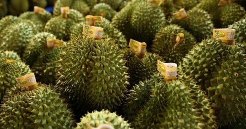 Sầu riêng gặp khó, Thủ tướng chỉ đạo 4 Bộ vào cuộc