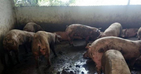 Vĩnh Phúc tiêu hủy hơn một tấn heo bốc mùi đang được đưa ra thị trường