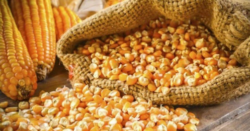 Giá ngô chững lại giữa hai đầu kéo: Xuất khẩu Mỹ khởi sắc, thời tiết thuận lợi