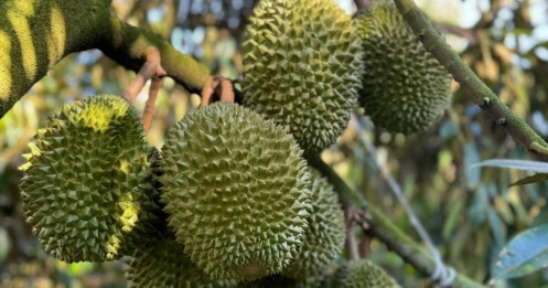 Trung Quốc thống nhất gỡ vướng xuất khẩu cho sầu riêng Việt Nam