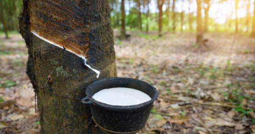 Giá cao su tương lai của Nhật Bản giảm do cuộc chiến giá ô tô ở Trung Quốc