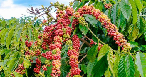 Giá cà phê tiếp tục giảm trong áp lực mùa thu hoạch rộ – NĐT cần gìn giữ bình tĩnh trong ngắn hạn