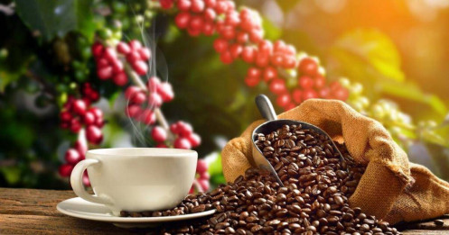 Thị trường cà phê: Giá cà phê tiếp tục điều chỉnh kỹ thuật, có thể tạo cơ hội mua ngắn hạn?