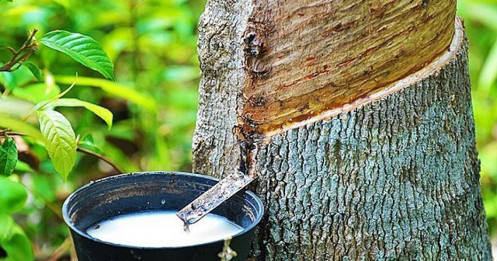 Giá Cao Su Ngày 31/5/2025: Thị Trường Quốc Tế Đảo Chiều Giảm Sâu – Doanh Nghiệp Nội Địa Cần Gìn Giữ Đà Ổn Định