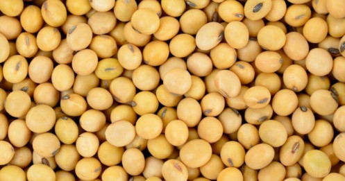 Chi phí nhập khẩu đậu nành của Hoa Kỳ và Brazil giảm so với cùng kỳ năm trước