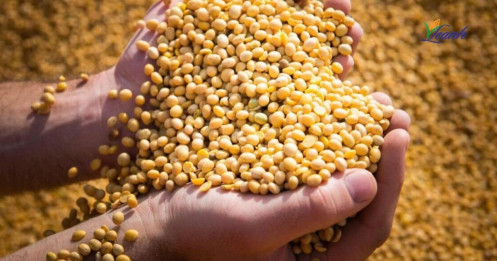 Đậu tương kì hạn tháng 7/2025: Cân bằng mong manh giữa áp lực cung và kỳ vọng thời tiết!