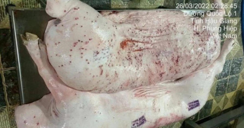Hình ảnh tố heo bệnh tại Công ty C.P. Việt Nam là thật, người tố cáo tiết lộ thêm thông tin mới