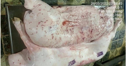 Cục Chăn nuôi và Thú y: Heo bệnh của C.P đóng dấu kiểm dịch sai