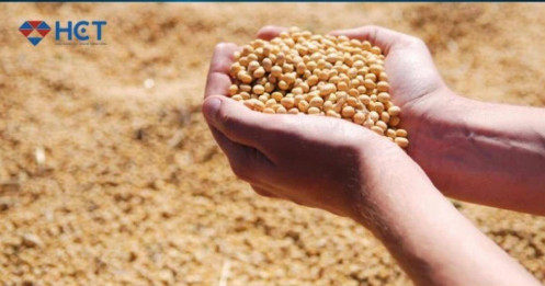 Đậu tương chịu áp lực tứ bề: Căng thẳng Mỹ - Trung, Brazil dư cung, Mỹ trồng tốt