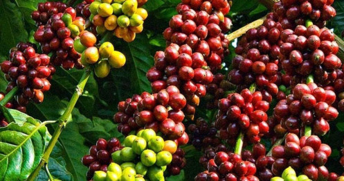Giá Cà Phê Ngày 3/6/2025: Robusta Tiếp Tục Rơi Tự Do – Arabica Có Dấu Hiệu Giảm Chậm Lại