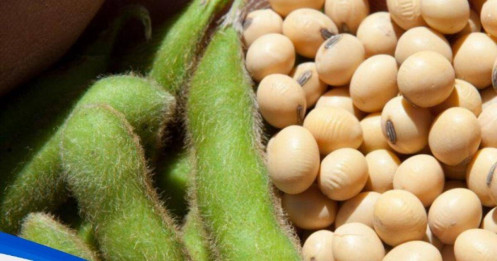 Triển vọng mùa vụ thuận lợi cùng với căng thẳng thương mại leo thang đang tạo áp lực khiến giá đậu tương giảm