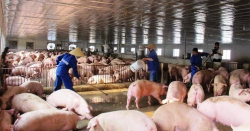 Hộ chăn nuôi “đuối sức” trong thị trường thịt heo chục tỷ đô