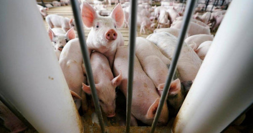 Ai đang chi phối thị trường thịt heo?
