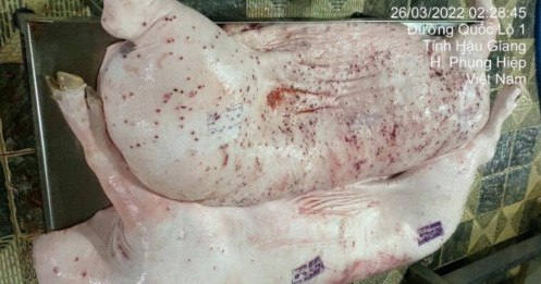 Bộ NN&MT truy việc đóng dấu kiểm dịch sai trên lợn bệnh tại nơi gia công cho C.P. Việt Nam