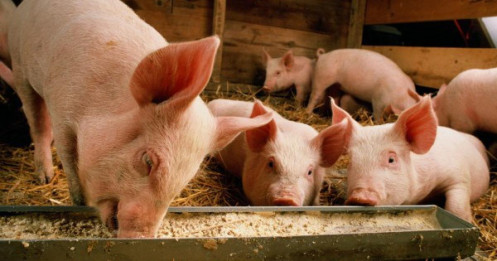 BAF – DBC: Cổ phiếu nào sẽ 'cháy hàng'