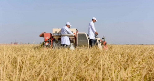 Hạn hán thiêu đốt vành đai lúa mì Trung Quốc, khiến một số nơi mất mùa nghiêm trọng