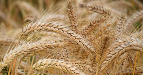 Sản lượng lúa mì Trung Quốc có thể giảm xuống mức thấp nhất trong 7 năm do hạn hán kéo dài