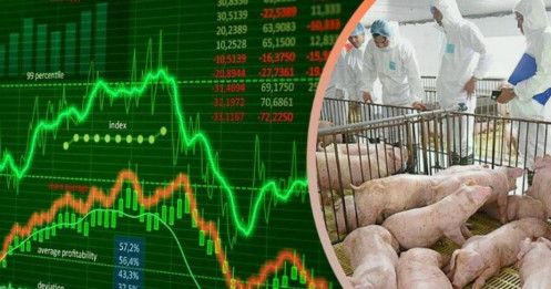 ‘Sóng’ cổ phiếu chăn nuôi