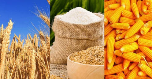 Thị trường nông sản ngày 5/6/2025: Giá lúa mì, ngô và đậu tương đồng loạt tăng – Tín hiệu cảnh báo cho chuỗi cung ứng toàn cầu